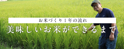 美味しい米が出来るまで